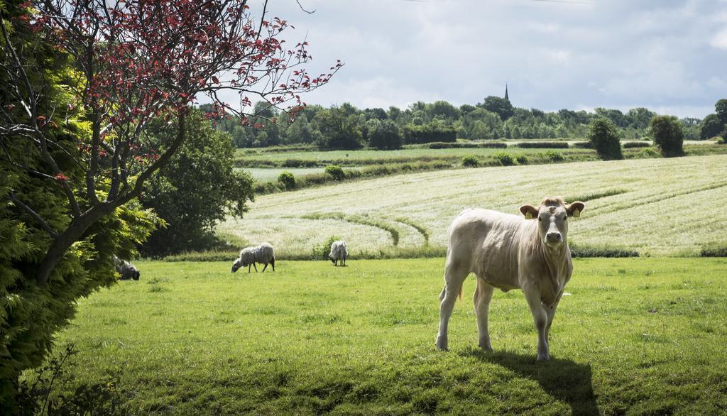 Mallard Grange B&B Ripon Dış mekan fotoğraf